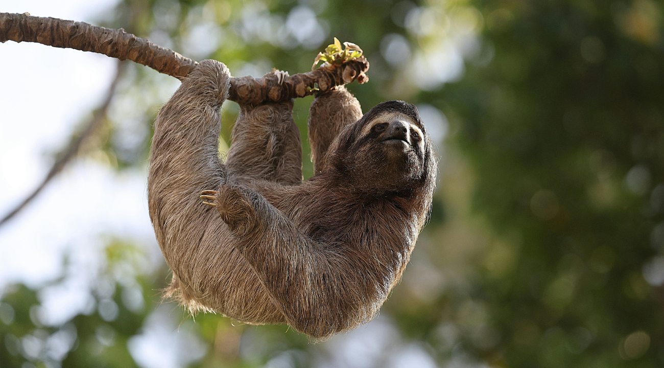 Sloth, Costa Rica