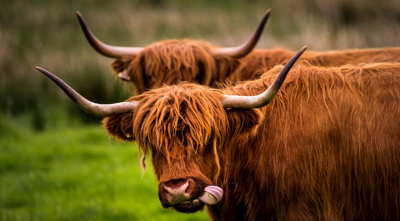 Highland Cows on the England and Scotland Heritage tour
