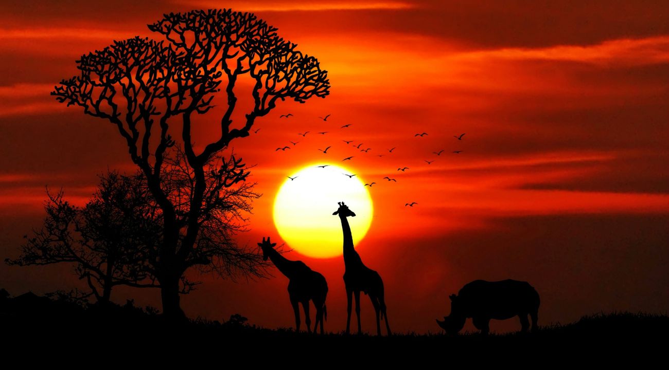 Giraffes at sunset in Africa, a classic safari experience for touring holidays